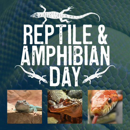 Reptile & Amphibian Text
